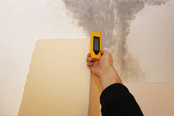 Professional Mold Removal in Newport, SC