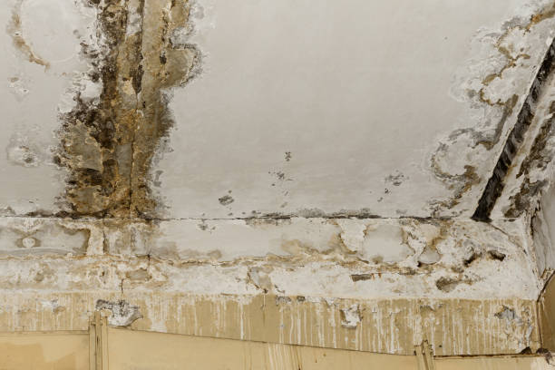 Best Indoor Air Quality Assessment  in Newport, SC