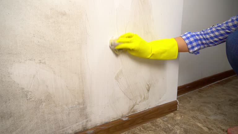 Best Mold Remediation for Healthcare Facilities  in Newport, SC