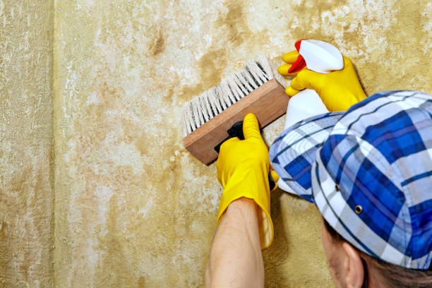 Best Biohazard Mold Removal  in Newport, SC