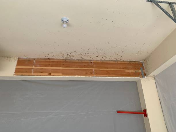 Best Industrial Mold Remediation  in Newport, SC